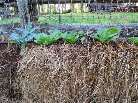 McCoy Farm and Folk Art: Hay Bale Gardening