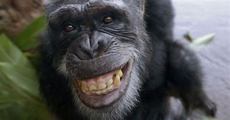 G1 - Chimpanzé dá sorrisão durante 1ª aparição em zoo nos EUA - notícias em Planeta Bizarro