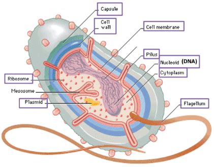 Bacterial Cell Structure