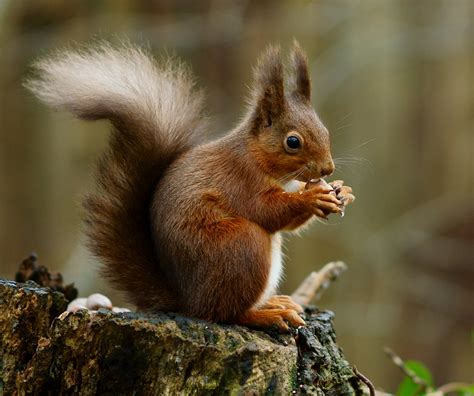 Red squirrel - Wikipedia