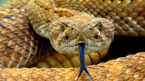 Protein Counteracts Rattlesnake Venom Toxins | Technology Networks