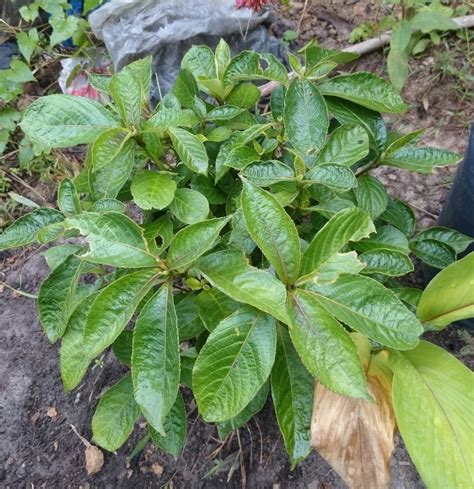 Pokok Herba Di Malaysia - Pokok dukung anak merupakan sejenis pokok ...