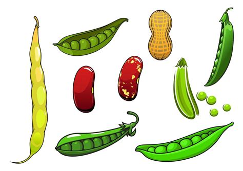 legumbres y verduras frescas de dibujos animados 11662828 Vector en ...