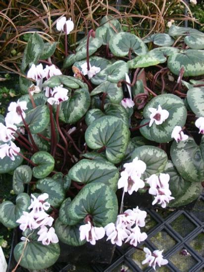 Edelweiss Perennials. Cyclamen coum f. albissimum Marbled Leaf