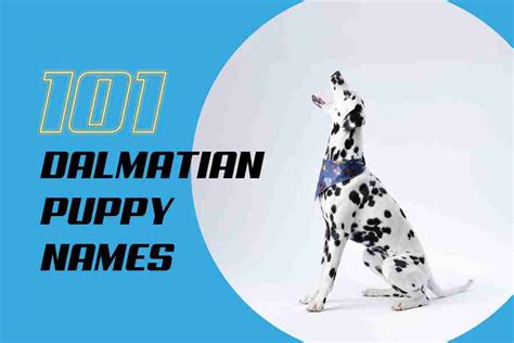 101 Dalmatian Puppy Names: Here Are 200 Names You Can Choose From