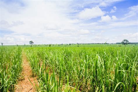 Premium Photo | Cane sugar plantation in brazil