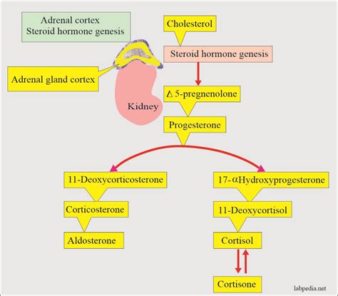 Adrenal Gland Hormones Interpretation, (Cortisol and Aldosterone ...