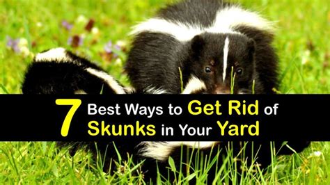 Smart Ways of Controlling Skunks at Home