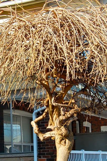 Technique Tips: Pruning Weeping Mulberry – Toronto Gardens