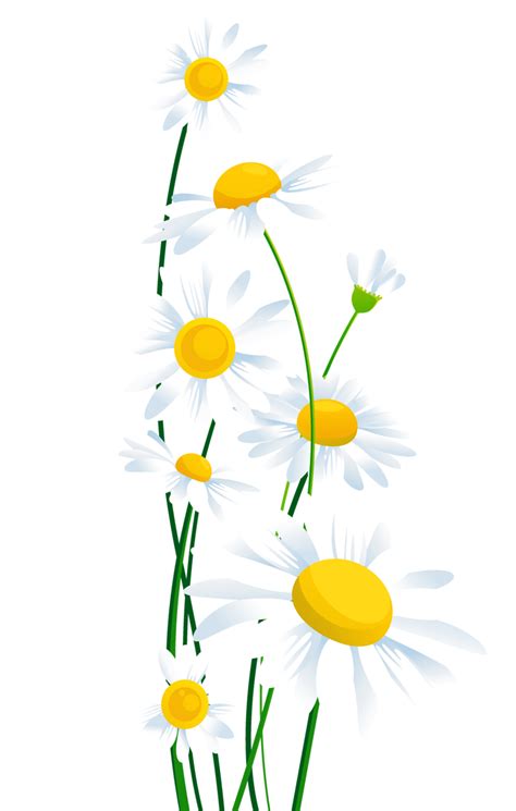 Common daisy Clip art - Transparent White Daisies PNG Clipart png download - 792*1245 - Free ...