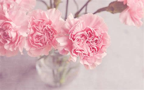 Pink Carnation Wallpapers - Wallpaper Cave