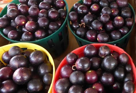 Muscadine Harvest Season - Ison's Nursery & Vineyard