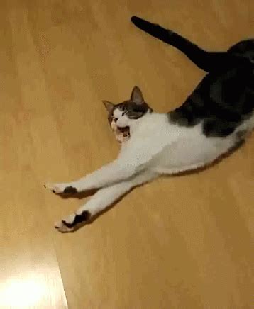 Cat Stretch Yawn | GIF | PrimoGIF