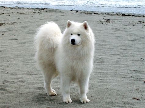 Samoyed - What Should You Know About This Dog Breed | Doggy Bakery