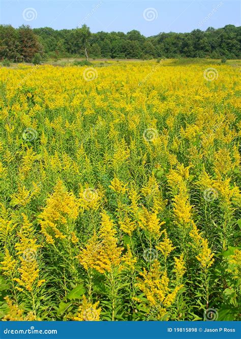 Goldenrod Field Scene stock photo. Image of illinois - 19815898