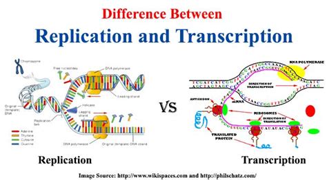 Difference between Replication and Transcription