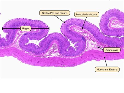 Gastric Glands