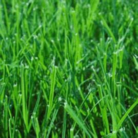 Perennial Ryegrass Seed – Turf Type Lawn - Nixa Hardware & Seed Company