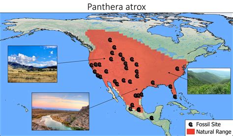 Panthera atrox (The American Lion) — The Extinctions