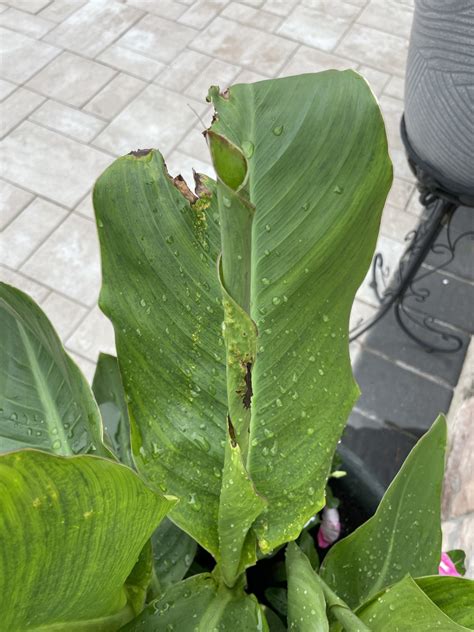 How to Identify and Treat Common Canna Lily Diseases