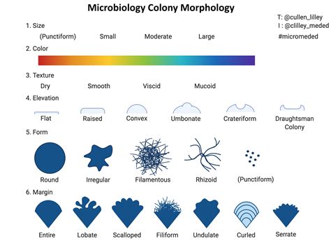 Morphology