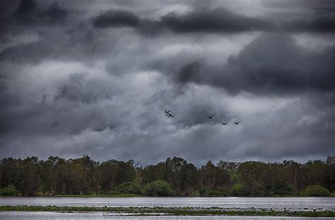 Birds of the Wetlands Photograph by Douglas Barnard