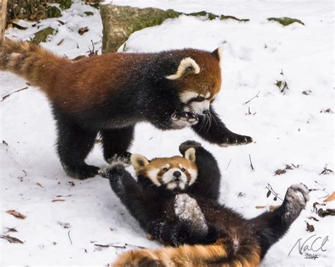 Red Pandas In Snow