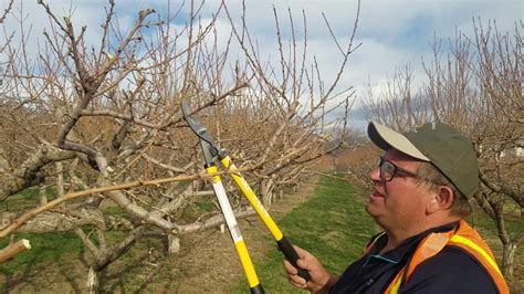 Peach Tree Pruning Diagram