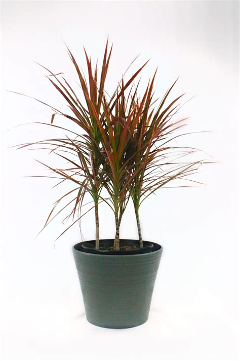 Dracaena - Marginata Red Princess