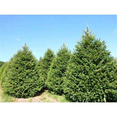 Buy Norway Spruce Online | Deer Resistant Evergreen Tree | Bay Gardens