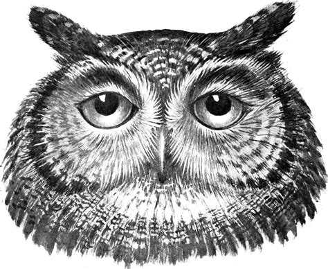 32 Vintage Owl Clipart! - The Graphics Fairy