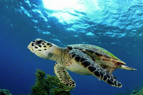 Hawksbill Sea Turtle, Bonaire, Caribbean, Netherlands Antilles Photograph by Solvin Zankl ...