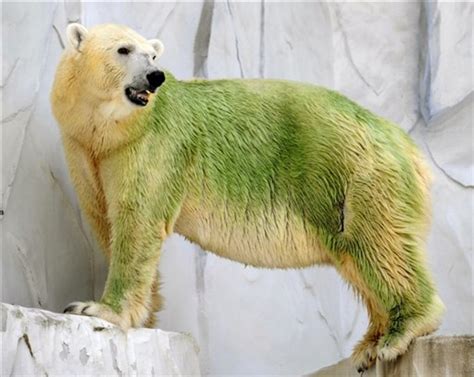 What Color Is Polar Bear Fur? | lupon.gov.ph