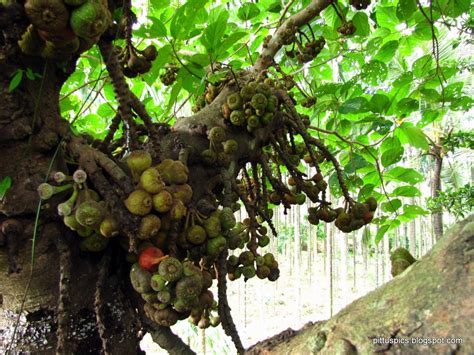 Pritham D'Souza Photography: Wild Fig Tree (Ficus carica)