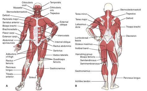 Full Body Muscle Diagram Labeled