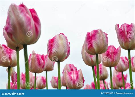 Beautiful Pink and White Tulips. Pink Tulips in the Garden. Stock Image - Image of beauty, grass ...