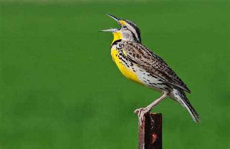 Wyoming Photos: Western Meadowlark