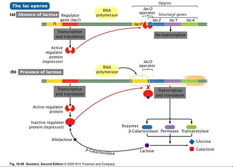 Lac Operon: Mechanism and Regulation • Microbe Online