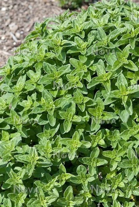 Sweet Marjoram plant organic | Etsy