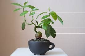 Can I Bonsai an Avocado Plant?