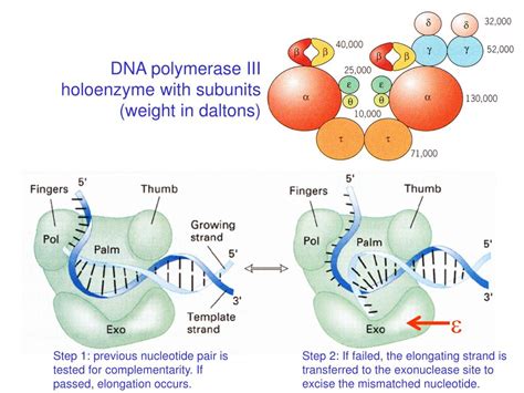 PPT - Mutation and DNA Repair PowerPoint Presentation, free download - ID:6522004