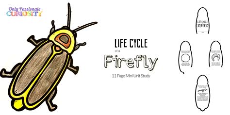 Life Cycle of a Firefly! - Only Passionate Curiosity