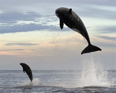 Take a Look at These Amazing Pictures of an Orca Hunting Down a Dolphin ...