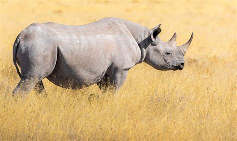 Black Rhinoceros - Endangered Species - Endangered Wonders