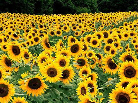 Field of Sunflowers Wallpapers | HD Wallpapers | ID #5677