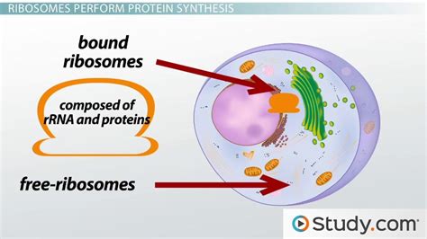 Free and Bound Ribosomes