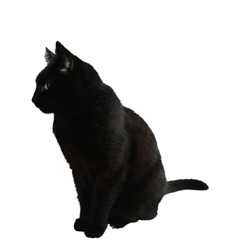 Gato Negro Sentado Png Transparente Stickpng 1408 | The Best Porn Website