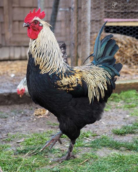 Olive Egger - Isbar x BCM | BackYard Chickens - Learn How to Raise Chickens