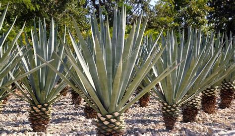 Agave tequilana plant for Mexican tequila liquor — Stock Photo © lunamarina #5124812