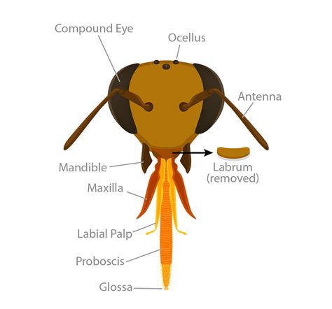 Honey Bee Anatomy: Characteristics, Graphics & Descriptions